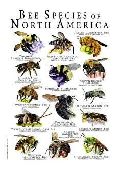 Prints: Bee Species of North America