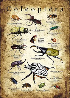 Beetle Prints: Beetle Species of the World