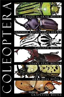 Beetle Prints: Beetles, Poster