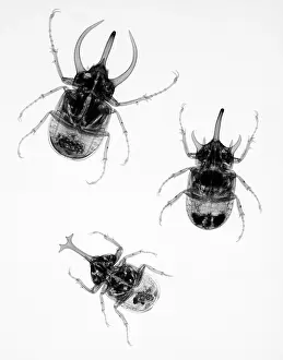 Insect Prints: Three Beetles X-Ray