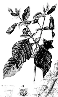 Roman Prints: Belladonna, Alchemy Plant
