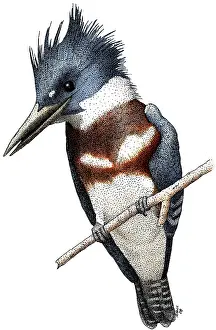 Avian Prints: Belted Kingfisher