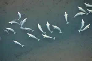 White Prints: Beluga whales, Canadian arctic