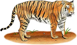 Bengal Prints: Bengal Tiger