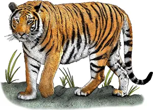 Bengal Prints: Bengal Tiger