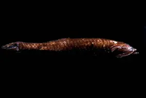 Benttooth Bristlemouth