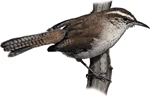 Songbird Prints: Bewick's Wren, Illustration
