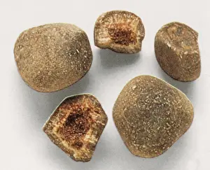 Toxic Prints: Bezoar Stones, Medieval Antidote for Poisoning, gross specimen