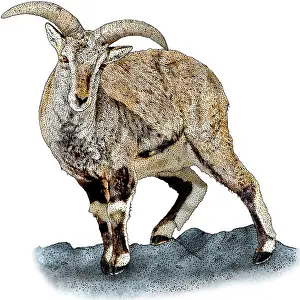 Herbivore Prints: Bharal