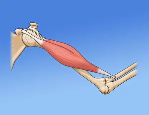 Work Prints: Bicep Muscle, Illustration