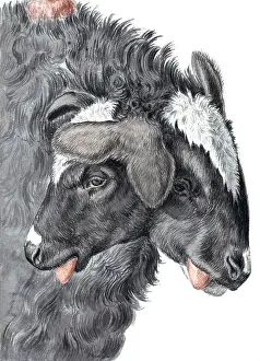 Headed Prints: Bicephaly, Two-Headed Sheep