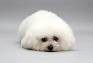 Companion Prints: Bichon Frise