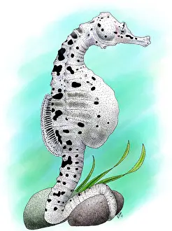 Horse Prints: Big Belly Seahorse