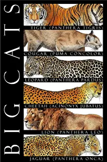 Big Cats Prints: Big Cats, Poster