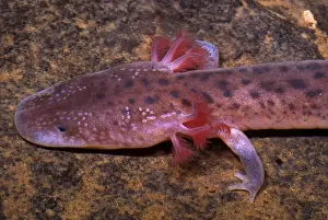 Reduction Prints: Big Mouth Cave Salamander