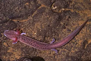 Body Prints: Big Mouth Cave Salamander