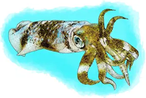 Cephalopod Prints: Bigfin reef squid
