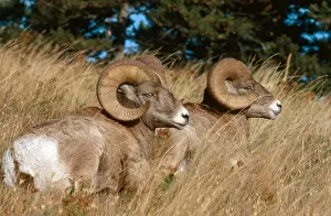 Spirals Prints: Bighorn Sheep