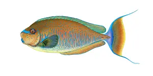 November Prints: Bignose Unicornfish (Naso vlamingii)