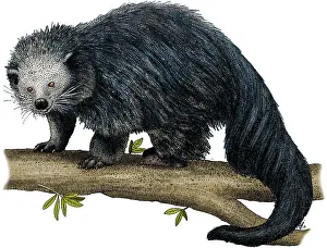 Nocturnal Prints: Binturong