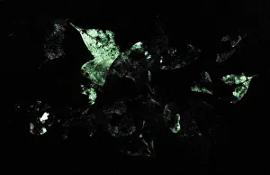 Natural Prints: Bioluminescence