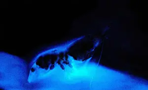 Cloud Prints: Bioluminescent Cloud released by Shrimp
