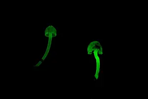 Nature Prints: Bioluminescent Fungi