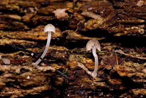 Nature Prints: Bioluminescent Fungi