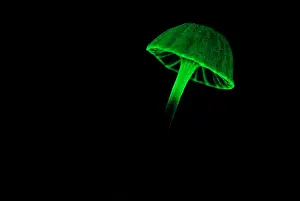 Nature Prints: Bioluminescent Fungi
