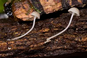 Nature Prints: Bioluminescent Fungi