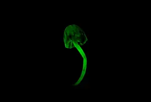 Nature Prints: Bioluminescent Fungus