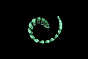 Coiled Prints: Bioluminescent millipede