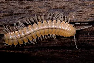 California Prints: Bioluminescent millipede