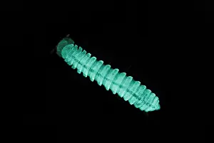 California Prints: Bioluminescent millipede