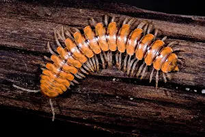 Arthropod Prints: Bioluminescent Millipede