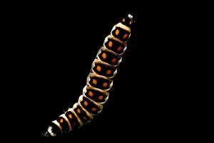 Beetle Prints: Bioluminescent Railroad Worm