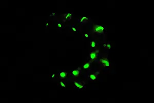 Beetle Prints: Bioluminescent Railroad Worm