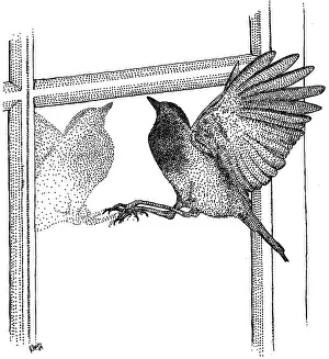 Reflecting Prints: Bird Hitting Window