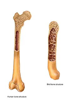 Compare Prints: Bird and Human Bone Structure