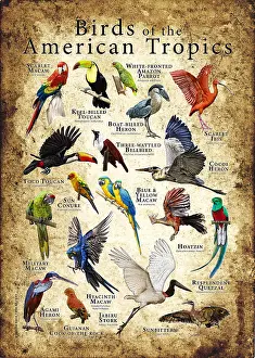 Birds Prints: Birds of the American Tropics