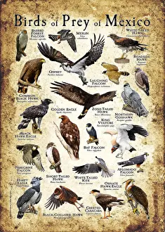Birds Prints: Birds of Prey of Mexico