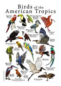 Animals Prints: Birds of Prey of Mexico