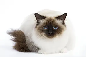Studio Prints: Birman Cat or Sacred Cat of Burma