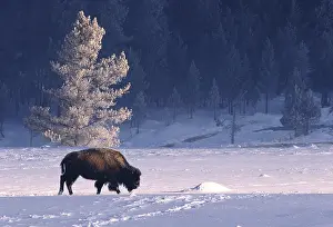 Tree Prints: Bison bison