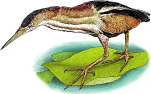 Least bittern