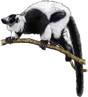 Ruffed Prints: Black-and-white Ruffed Lemur, Illustration