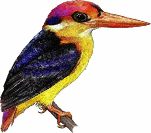 Dwarf Prints: Black-backed Kingfisher
