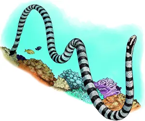 Banded Prints: Black-banded Sea Krait, Illustration