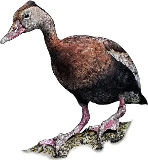 March Prints: Black-bellied Whistling Duck, Illustration