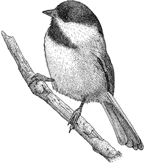 Perching Prints: Black Capped Chickadee